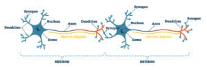 Nerve synapses