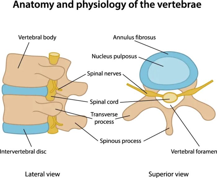 Degenerative Disc Disease & Aging | AllSpine