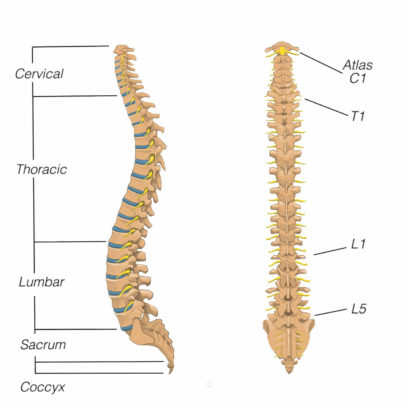 Myelogram Imaging Test | AllSpine