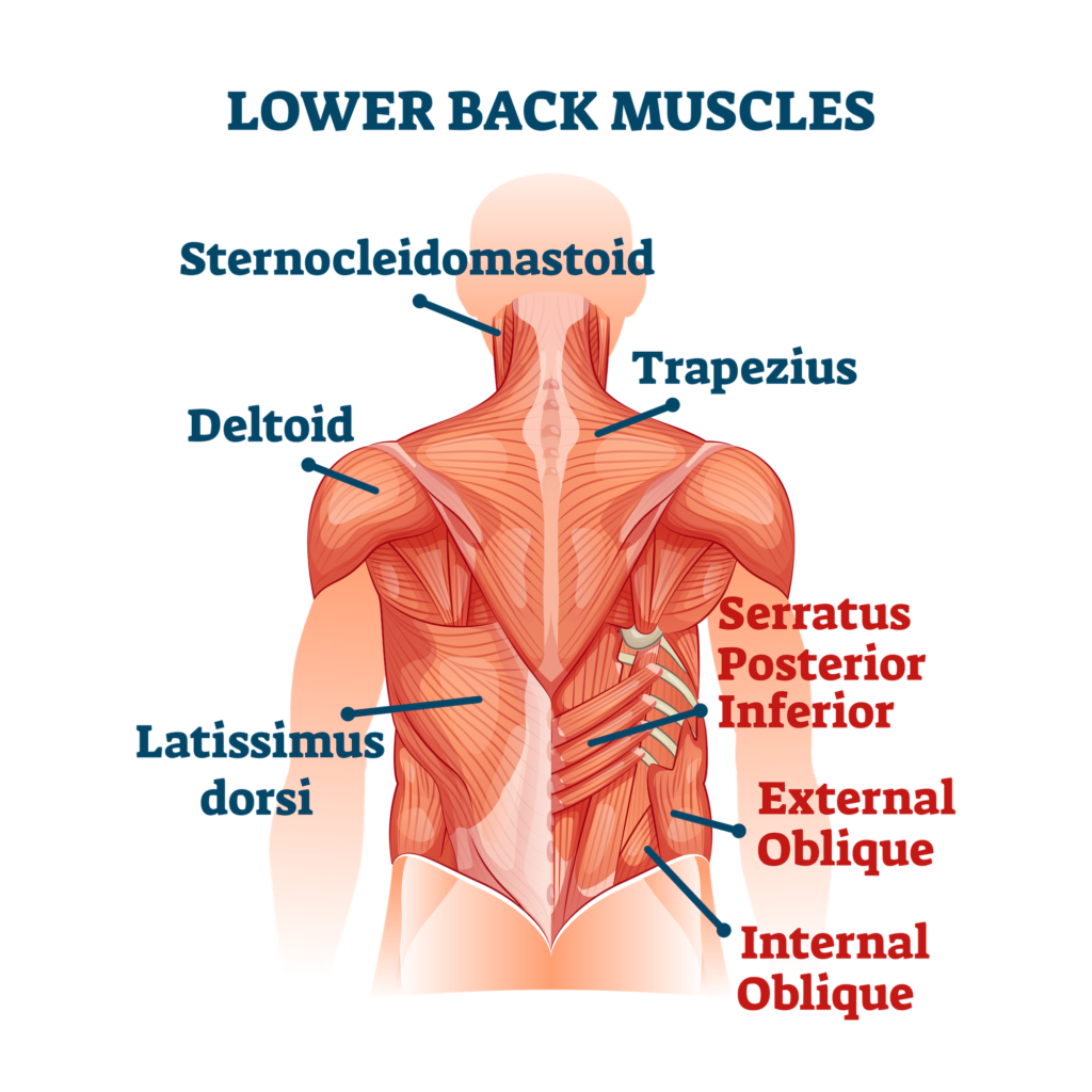 structure-of-the-back-spine-allspine