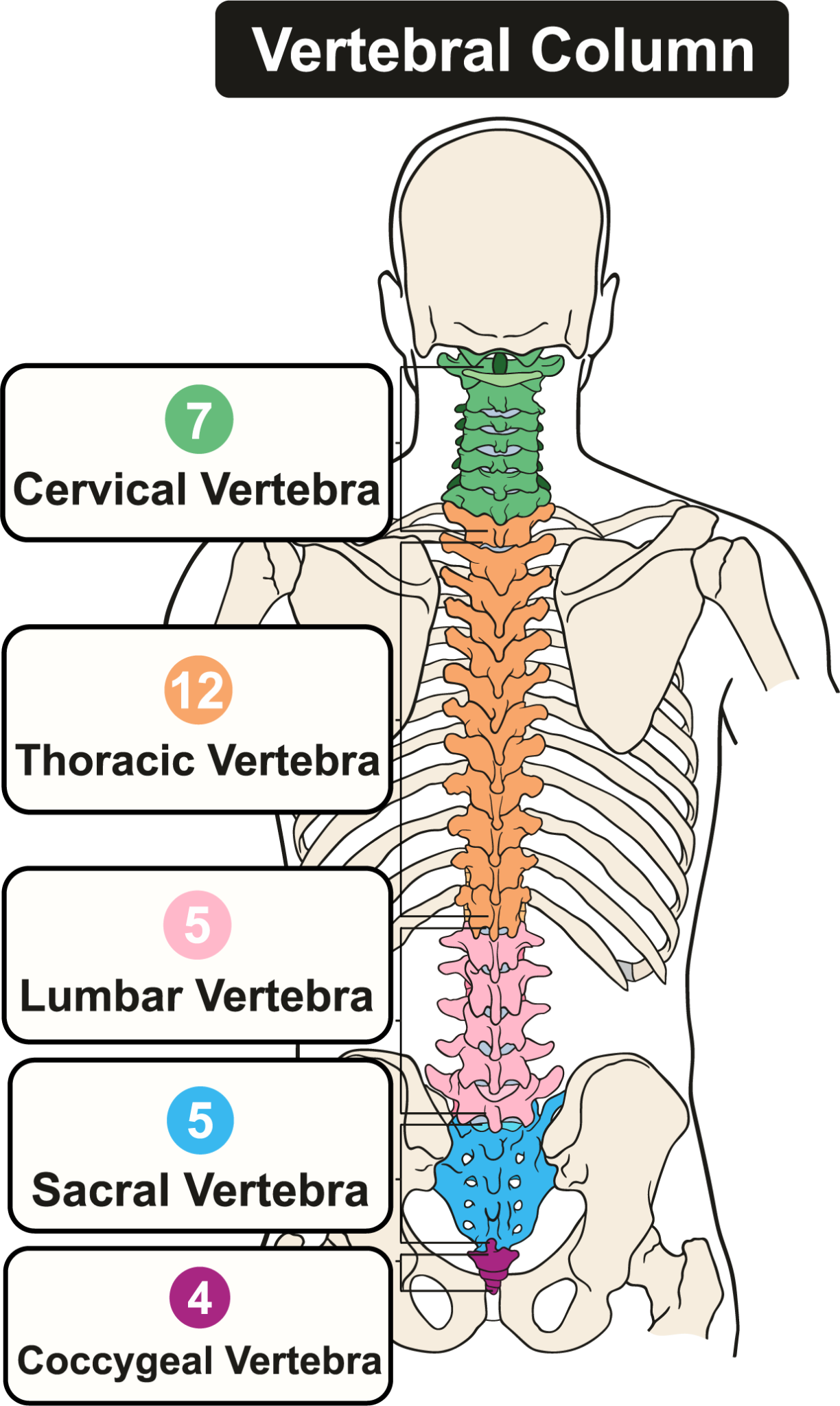 Structure of the Back & Spine | AllSpine