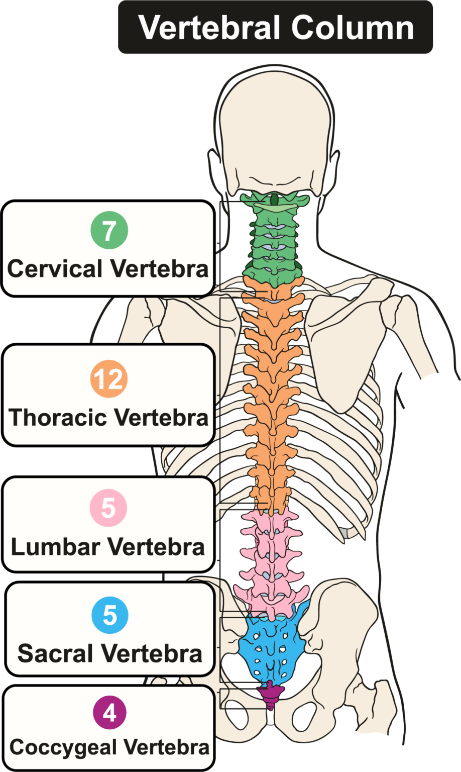 Structure Of The Back And Spine Allspine 9160