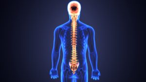 spinal cord and injuries