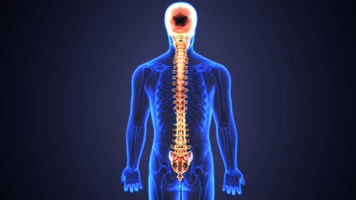 spinal cord xray | AllSpine