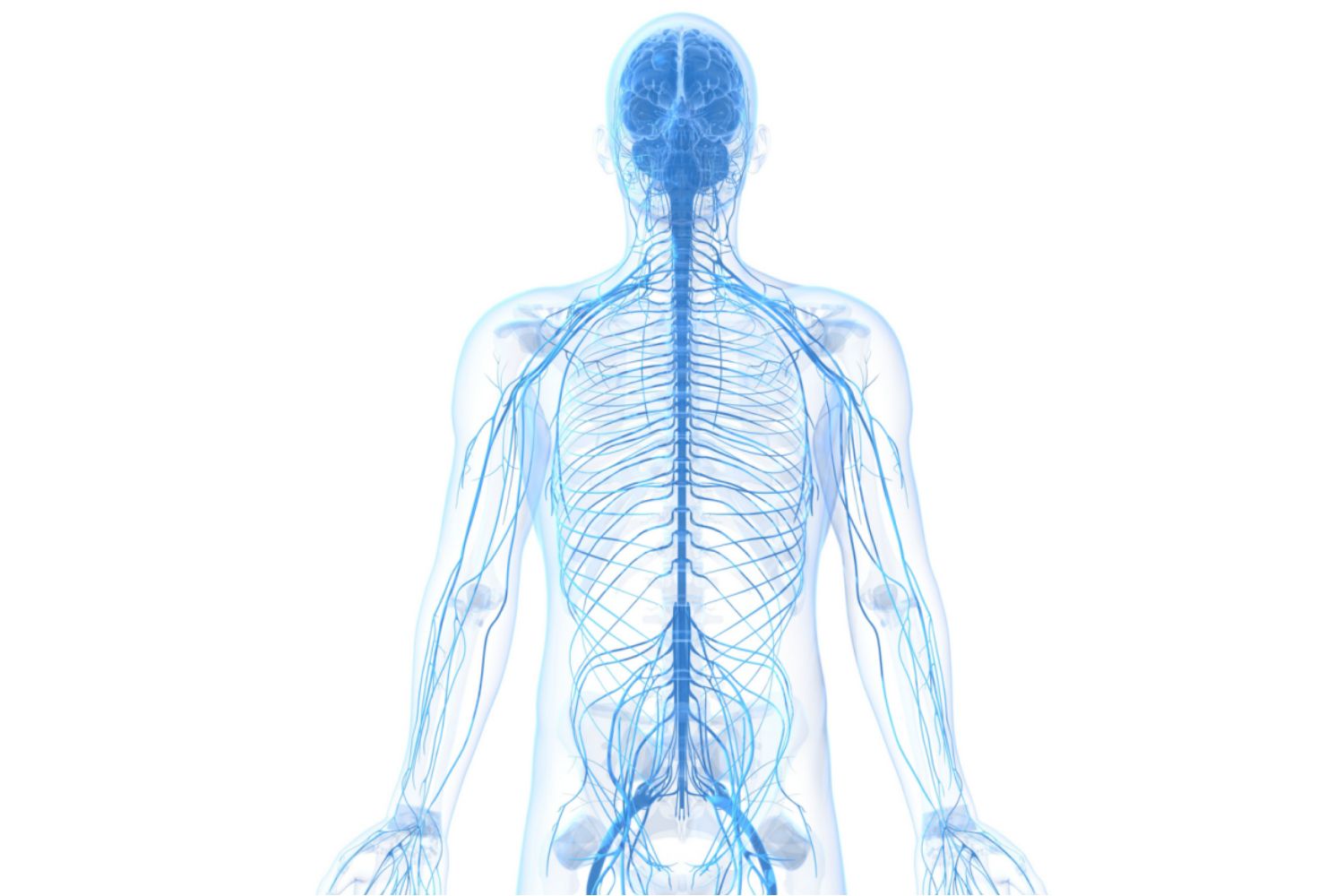 Peripheral Nervous System Pain